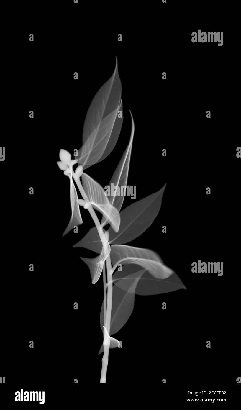 Chinese tea (Camellia sinensis), X-ray Stock Photo