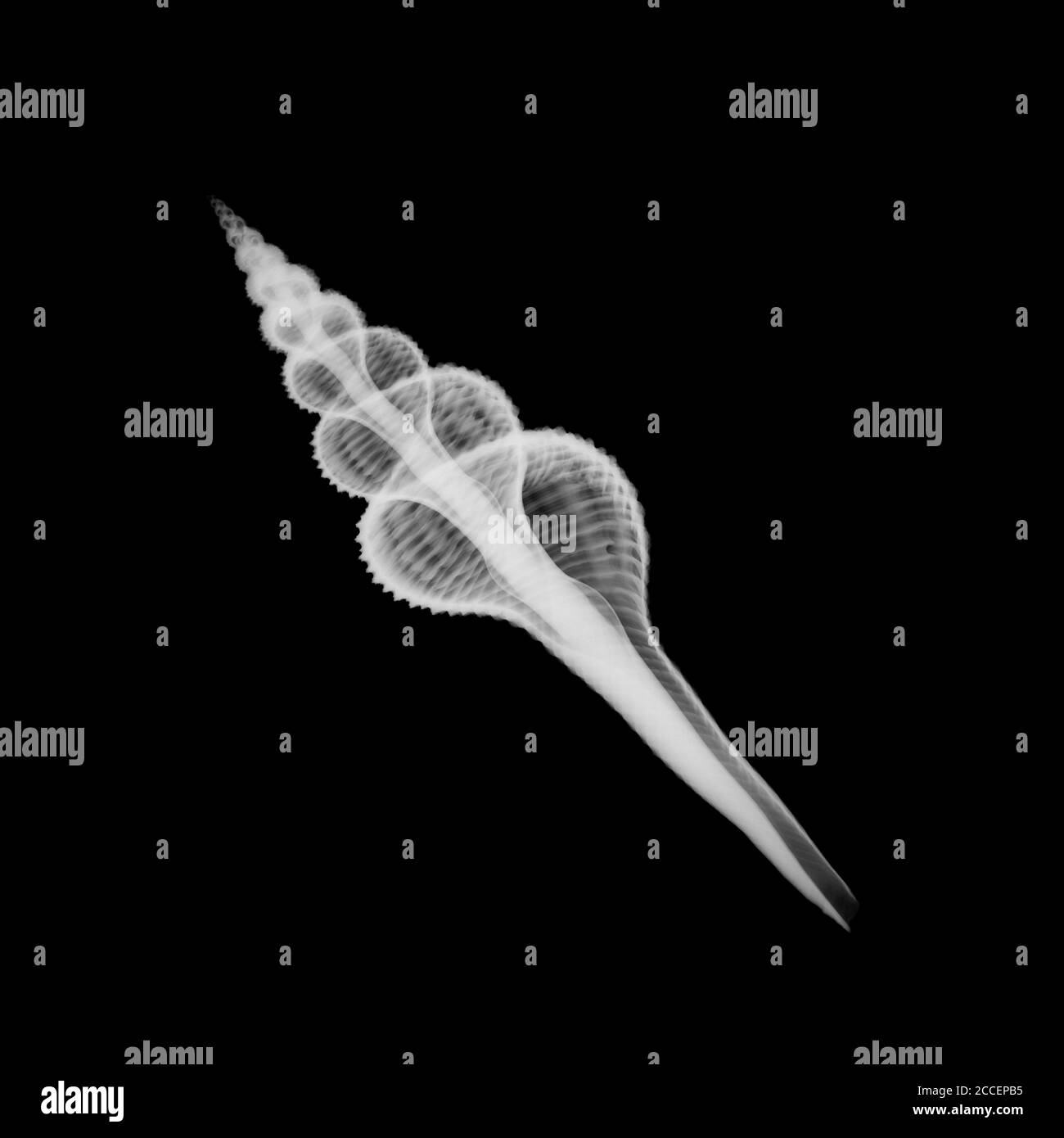 Seashell, X-ray Stock Photo