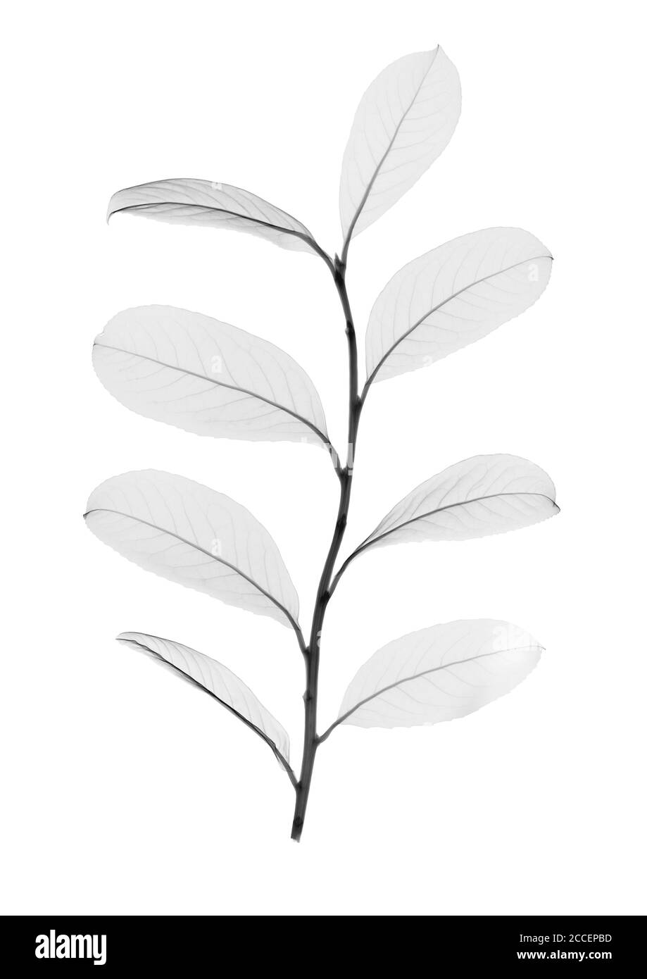 Yerba mate leaves (Ilex paraguariensis), X-ray Stock Photo