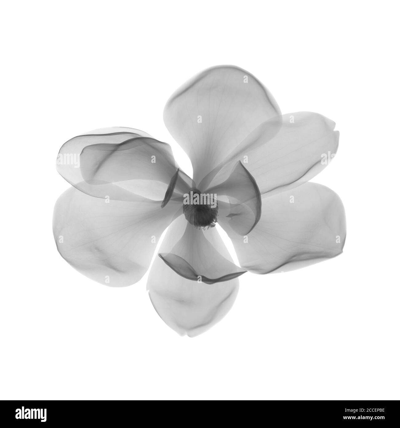 Magnolia Flower White Background Black And White Stock Photos & Images 