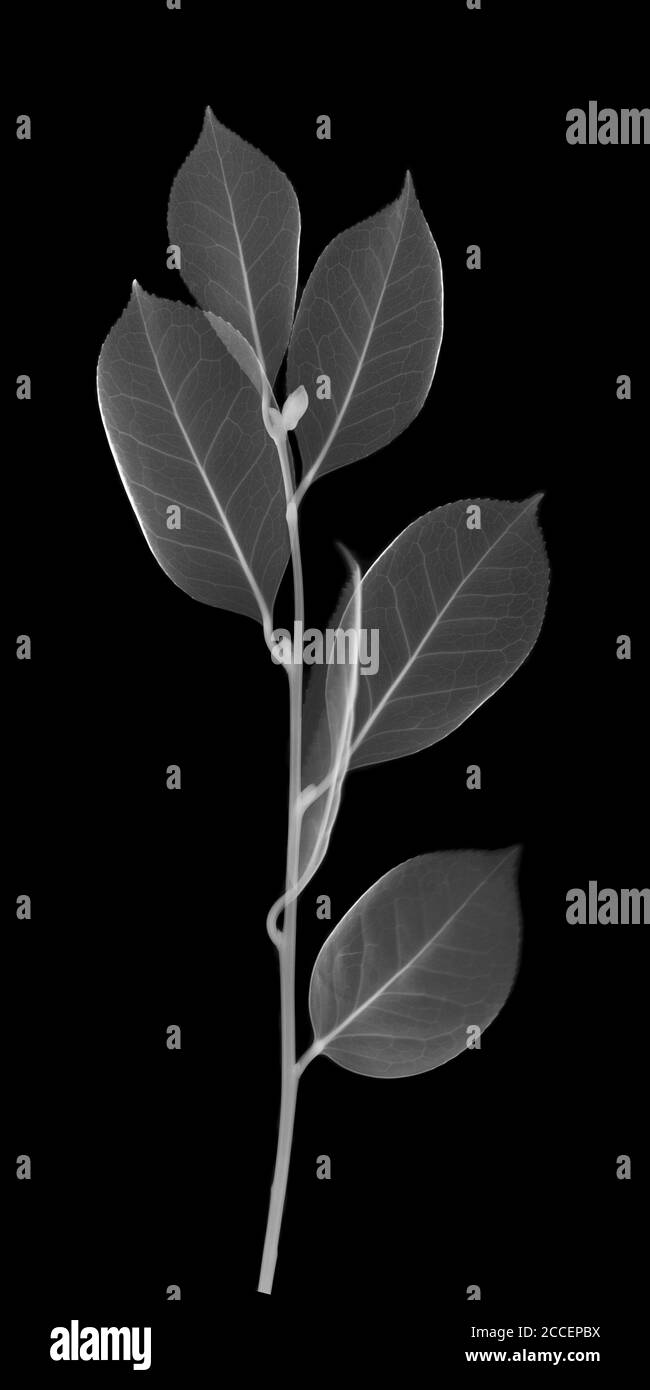 Chinese tea (Camellia sinensis), X-ray Stock Photo
