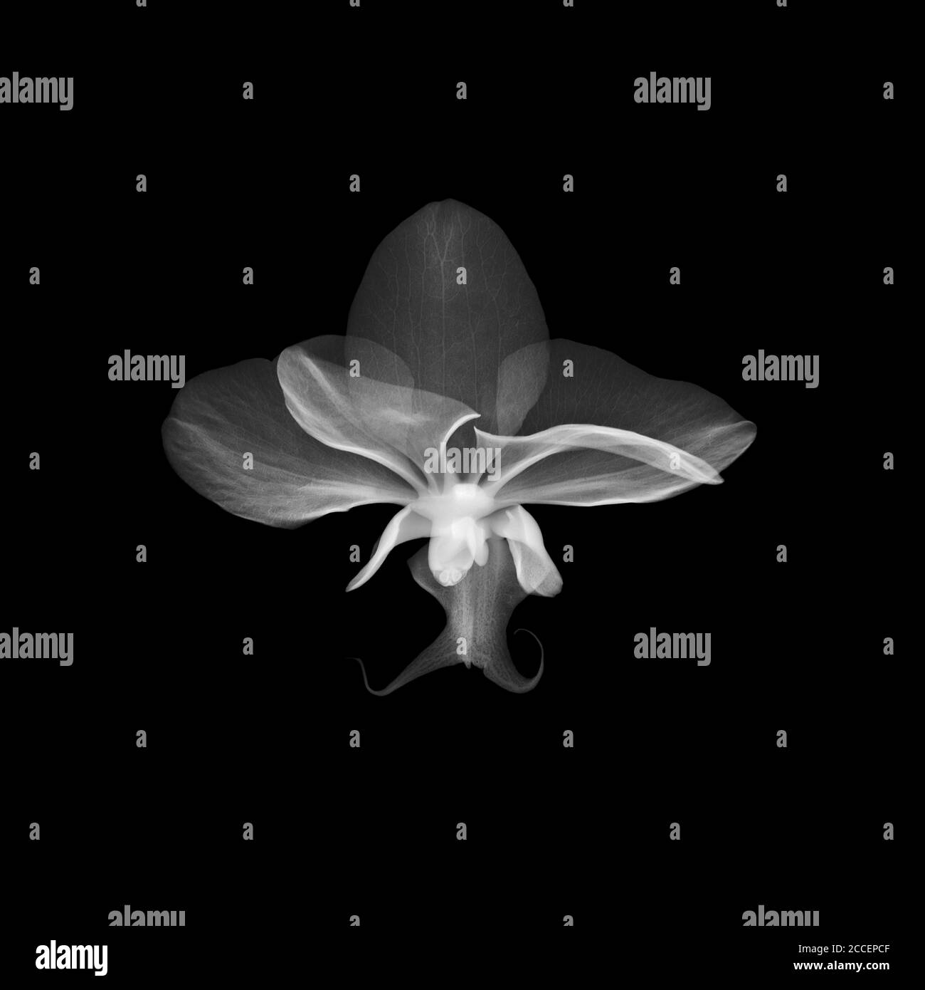 Orchid (Phalaenopsis sp.), X-ray Stock Photo