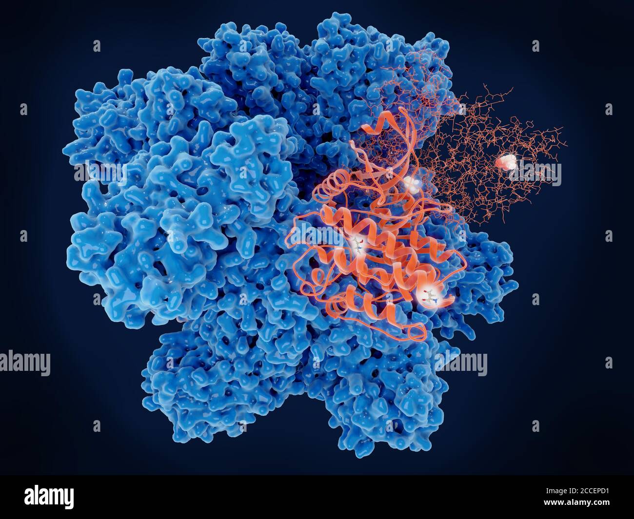 Calcium-calmodulin-dependent protein kinase II, illustration Stock Photo