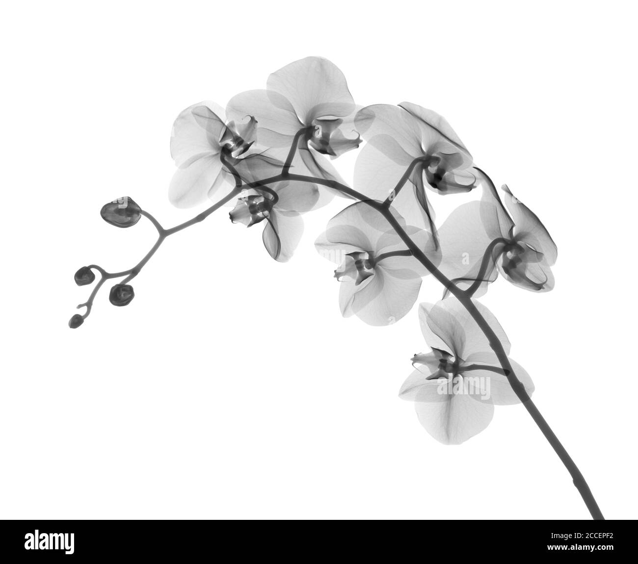 Orchid stem (Phalaenopsis sp.), X-ray Stock Photo