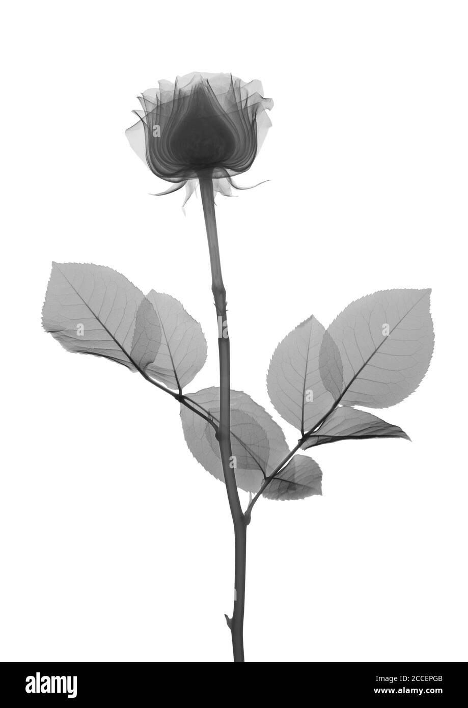 Black And White Rose With Stem