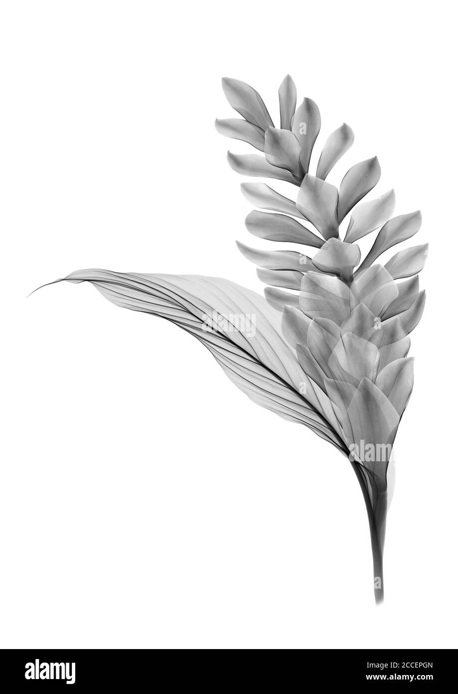 Red ginger flower and leaf, X-ray Stock Photo
