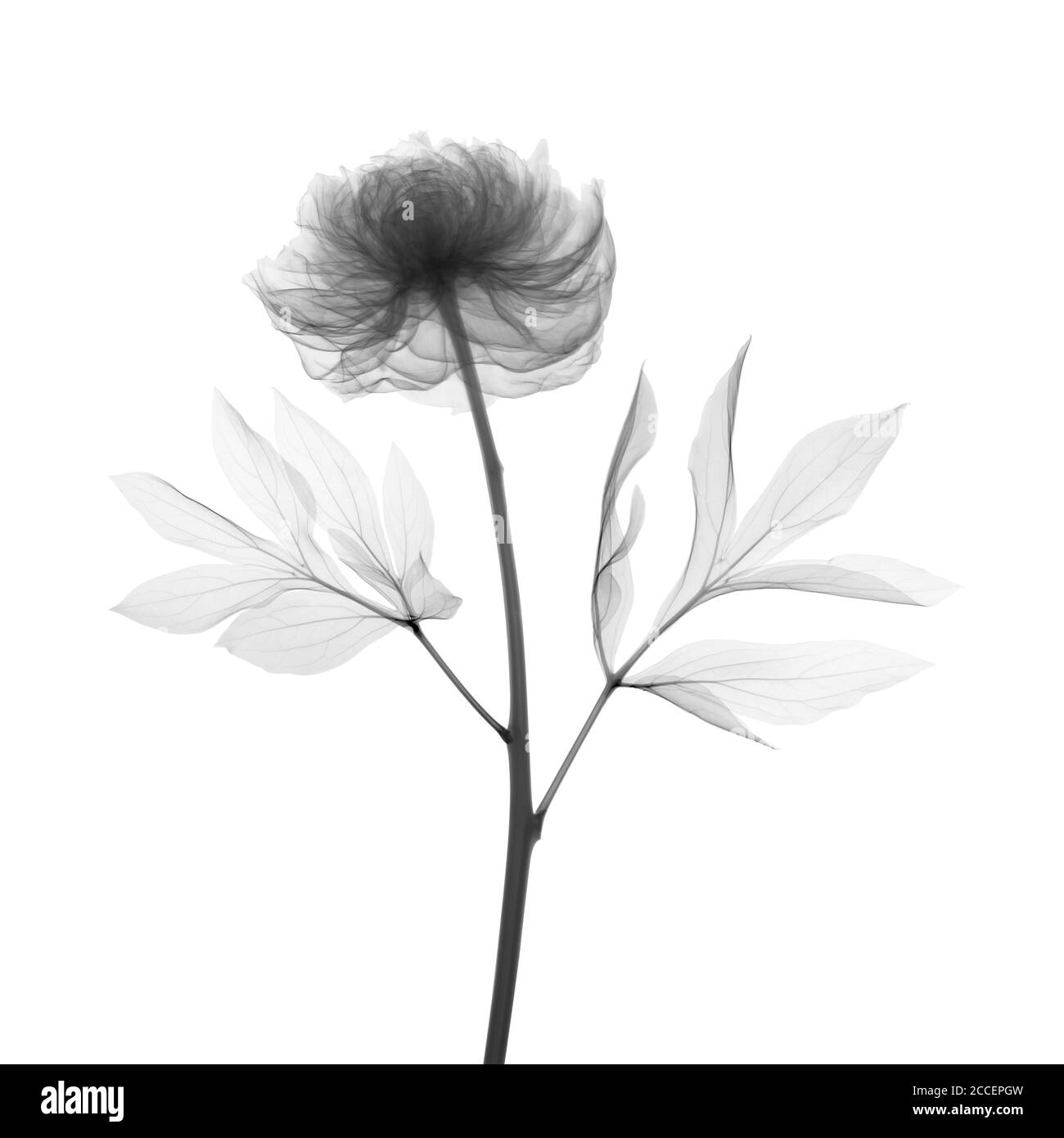 Peony stem (Paeonia officinalis), X-ray Stock Photo