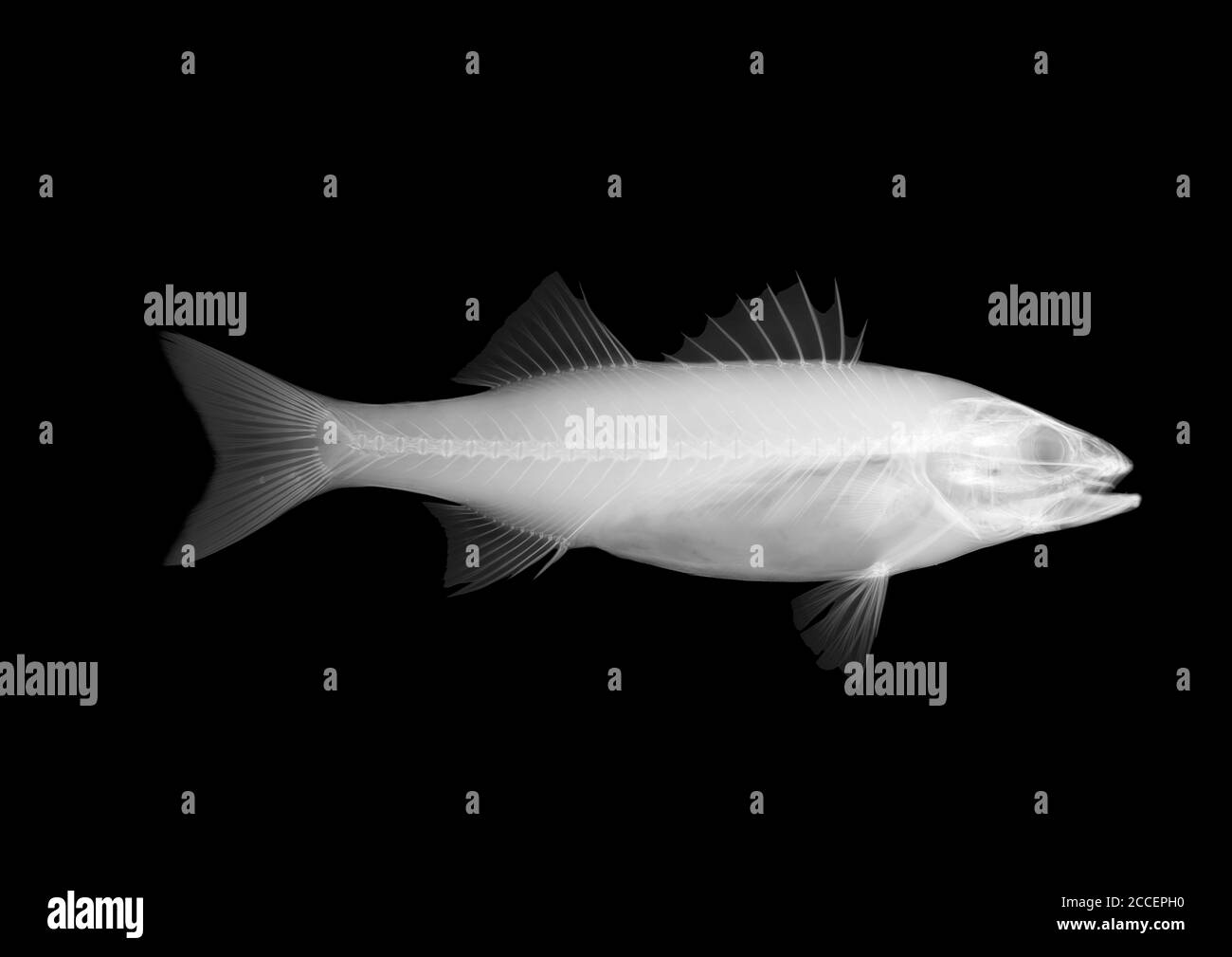Sea bass fish, X-ray Stock Photo