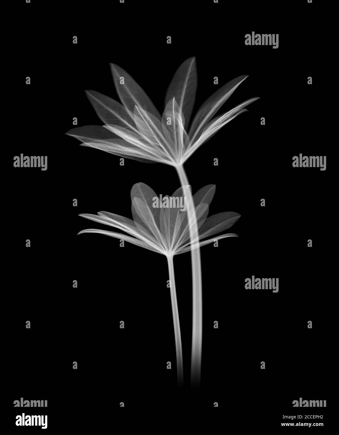 Lupin leaves, X-ray Stock Photo