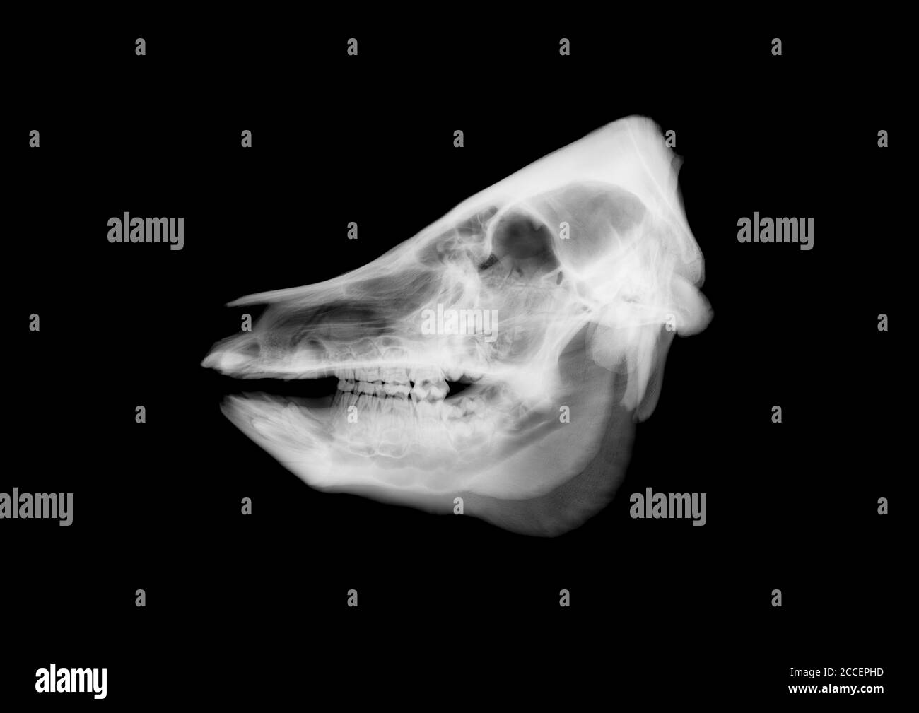Pig skull, X-ray Stock Photo