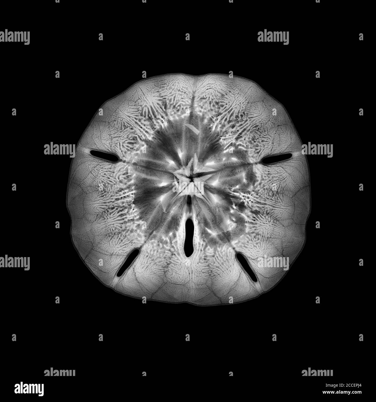Sand dollar sea urchin, X-ray Stock Photo