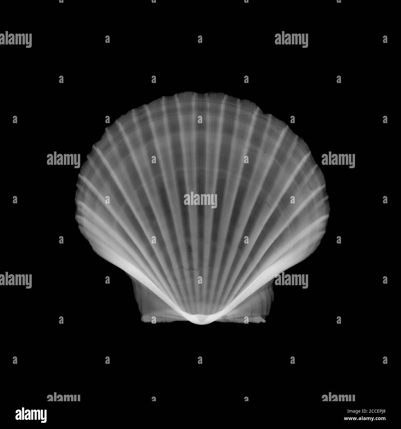 Scallop shell, Xray Stock Photo Alamy