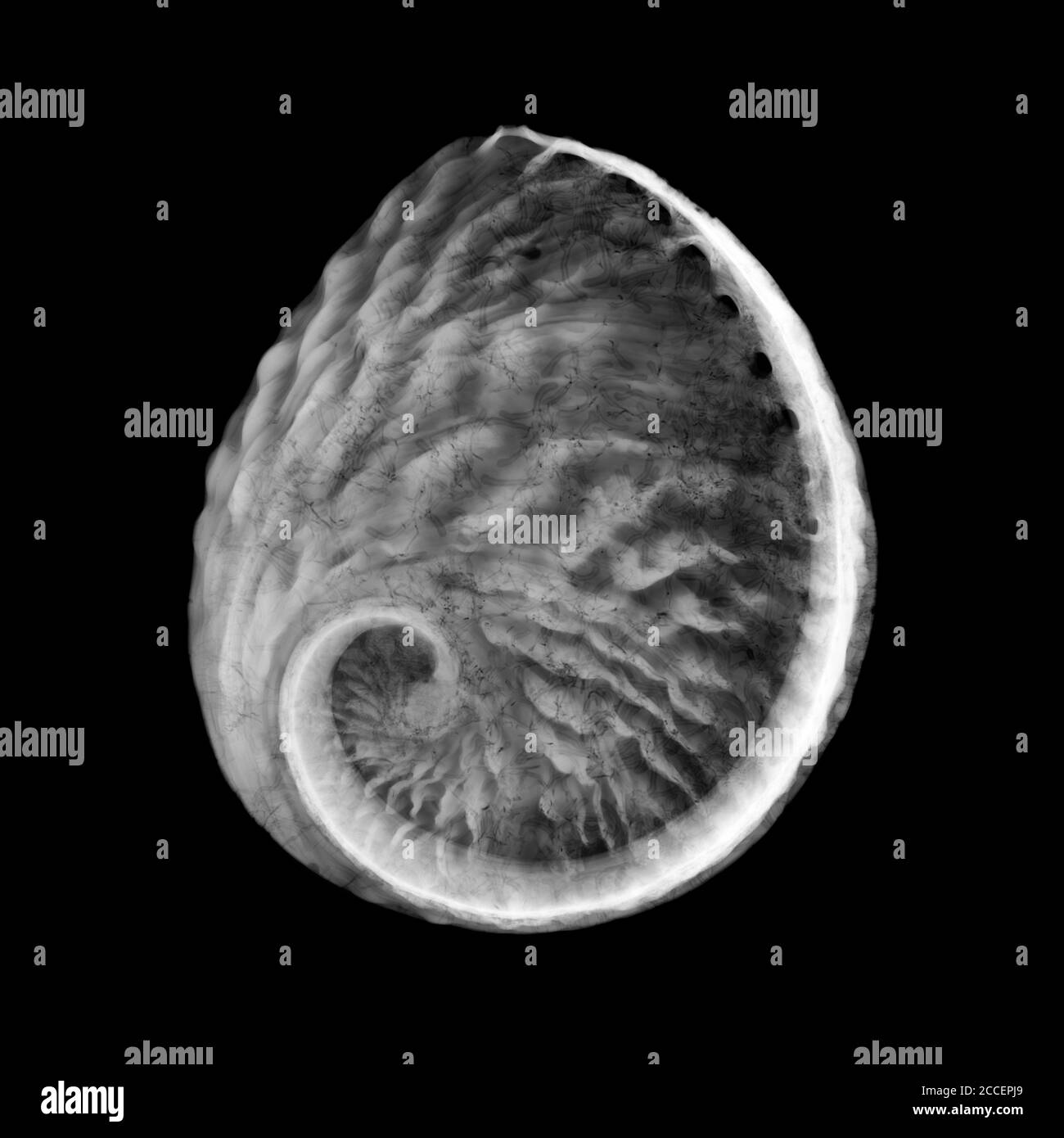 Pearl oyster shell, X-ray Stock Photo