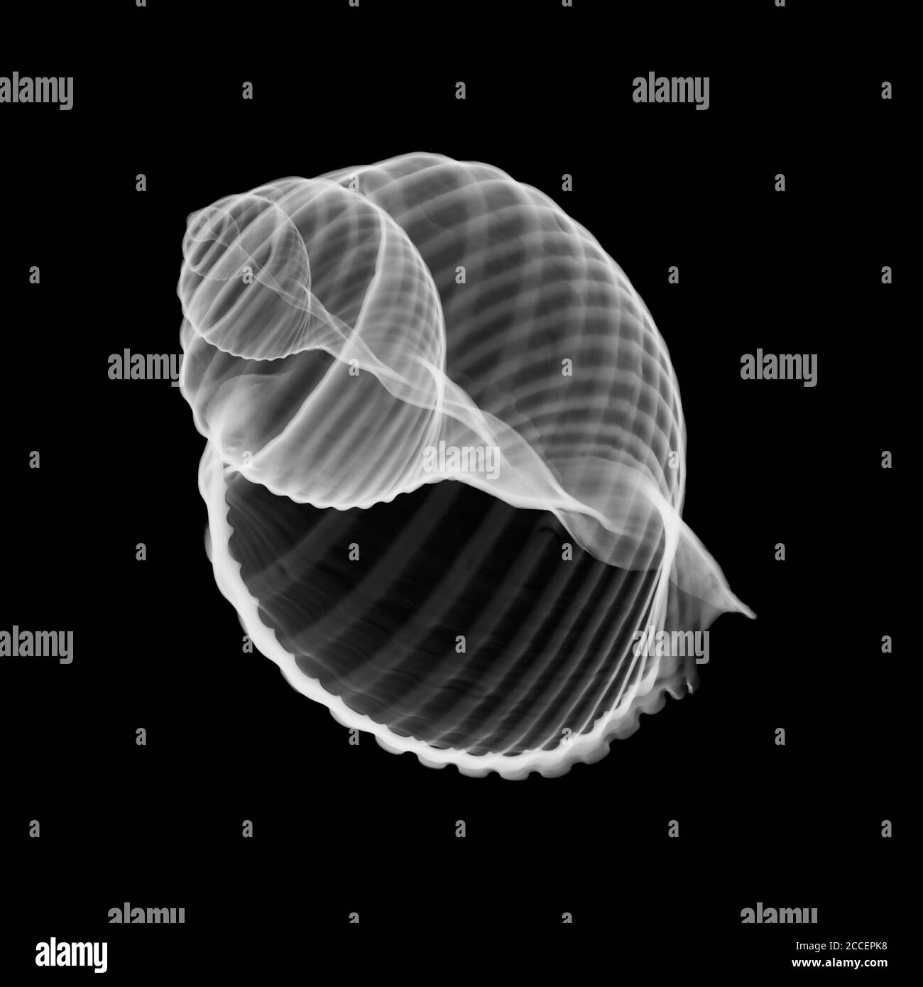 Conch seashell, X-ray Stock Photo