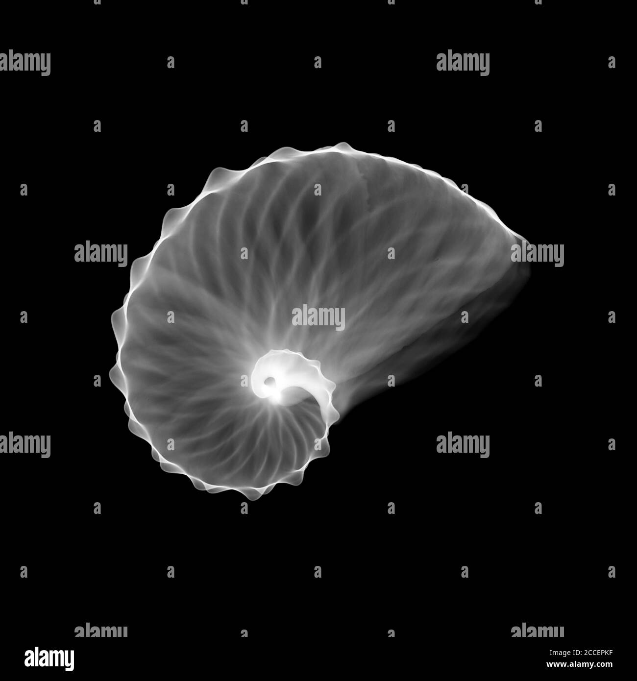 Nautilus shell, X-ray Stock Photo