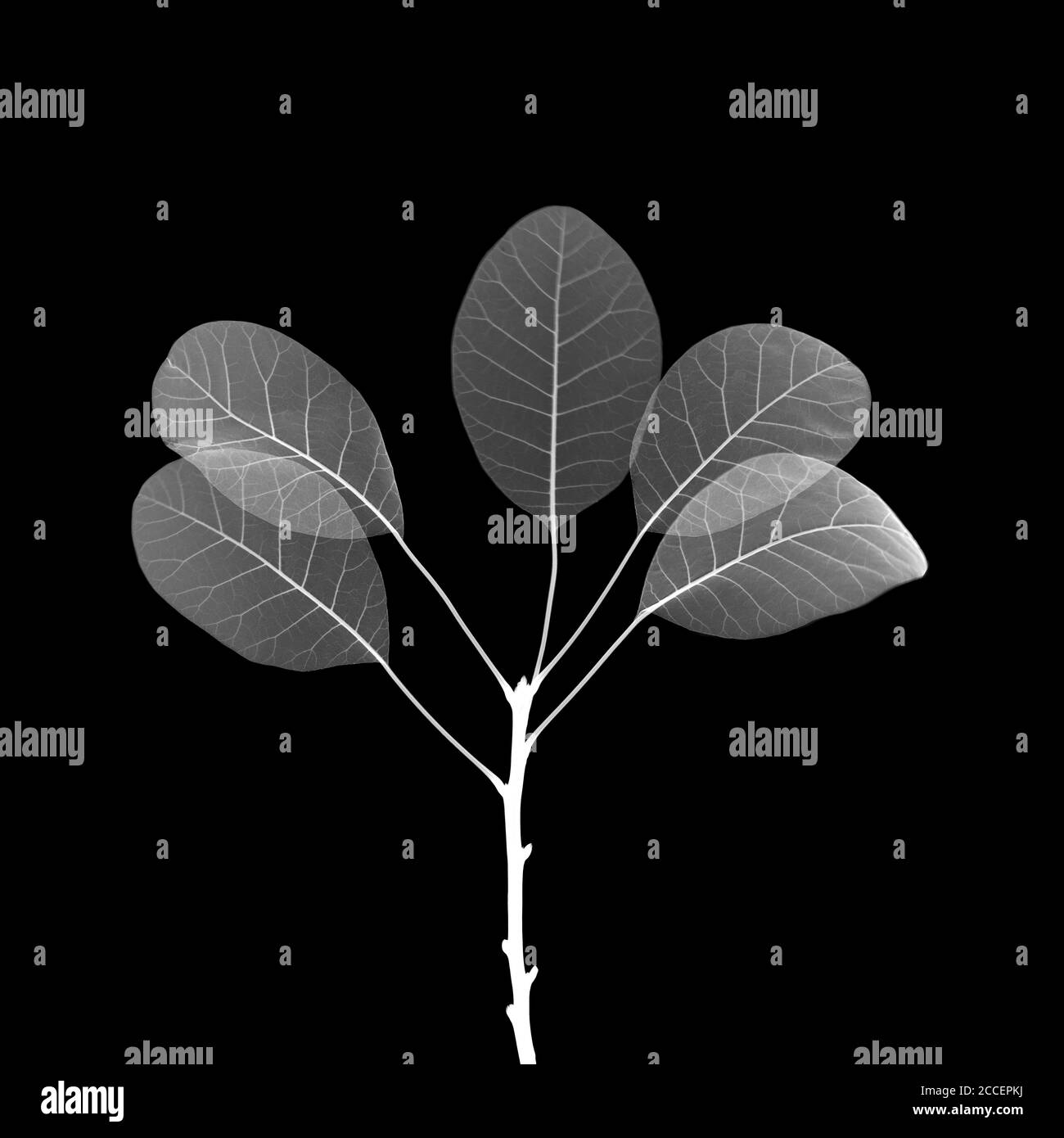 Tree leaves white background Black and White Stock Photos & Images Alamy