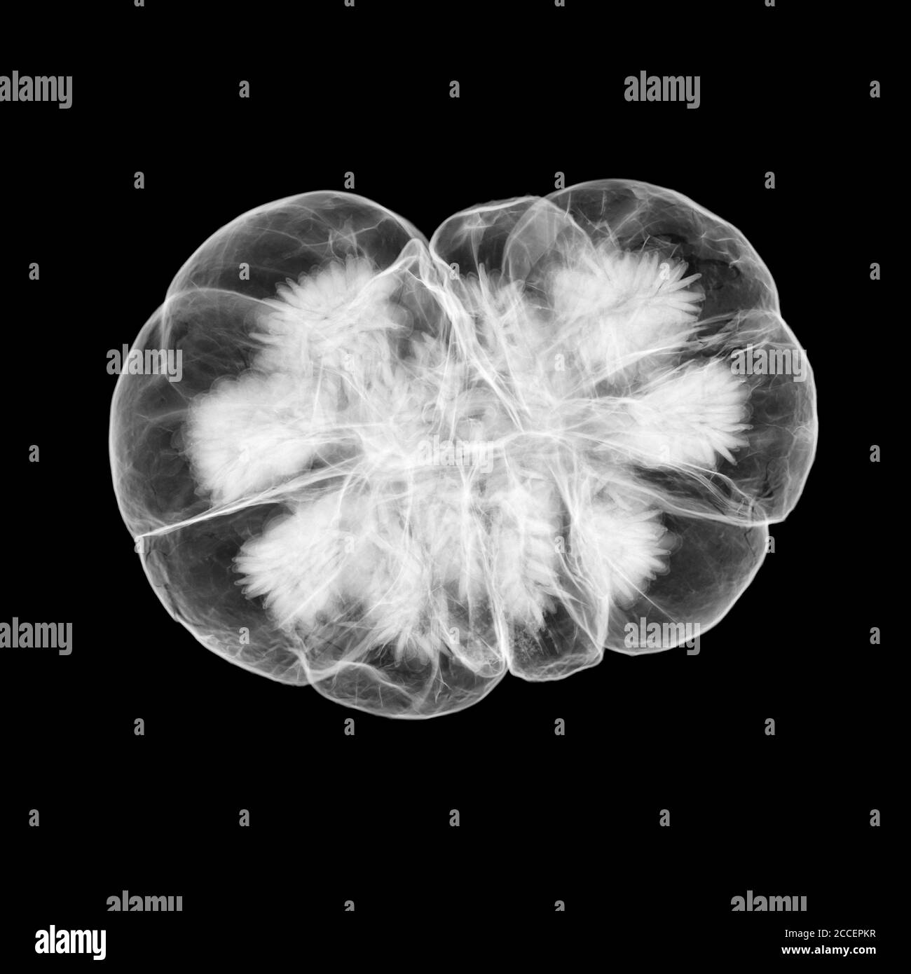 Botanical seed detail Black and White Stock Photos & Images - Alamy