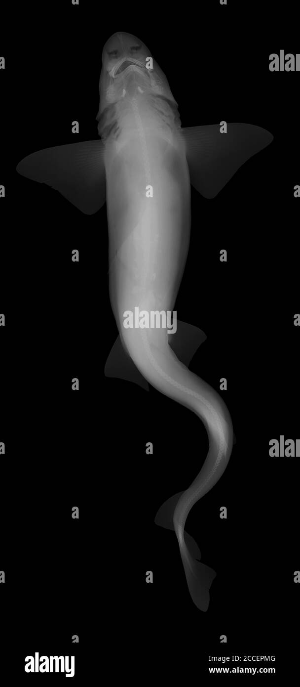 Smoothhound fish, X-ray Stock Photo