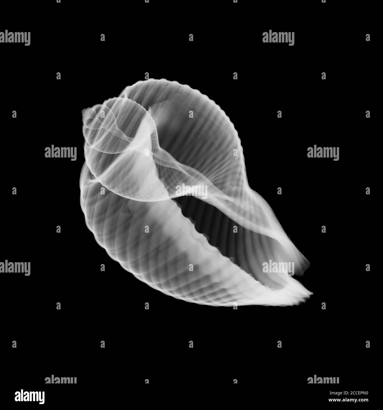 Conch seashell, X-ray Stock Photo