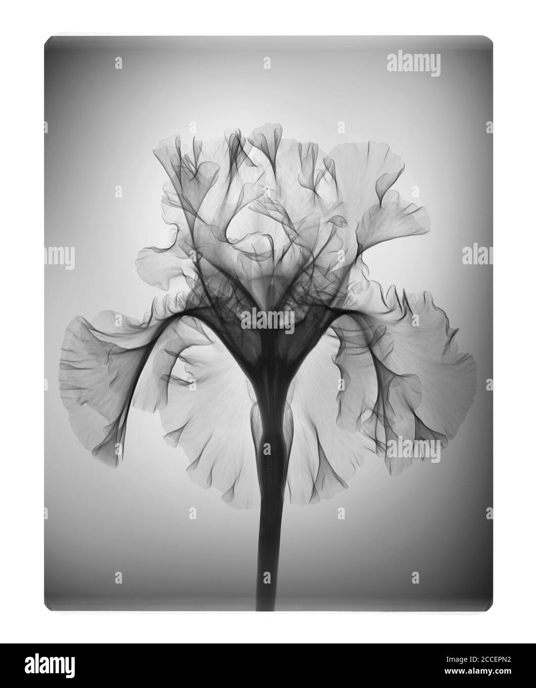 Iris 'Silverado' flower, X-ray Stock Photo