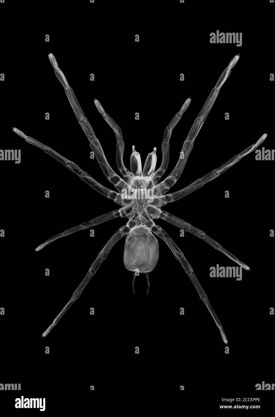 Tarantula spider, X-ray Stock Photo