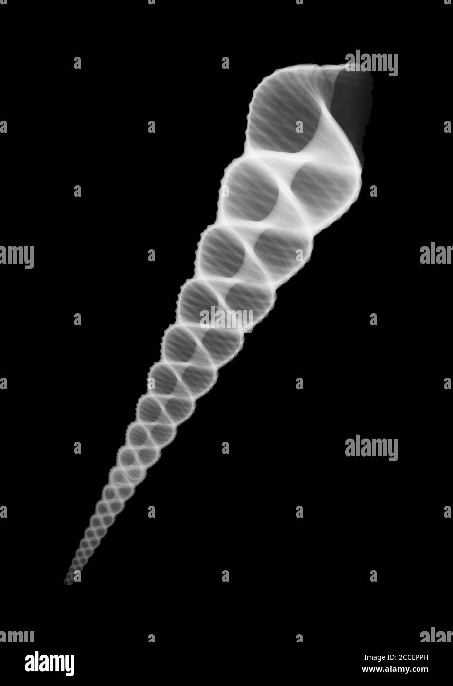 Seashell, X-ray Stock Photo