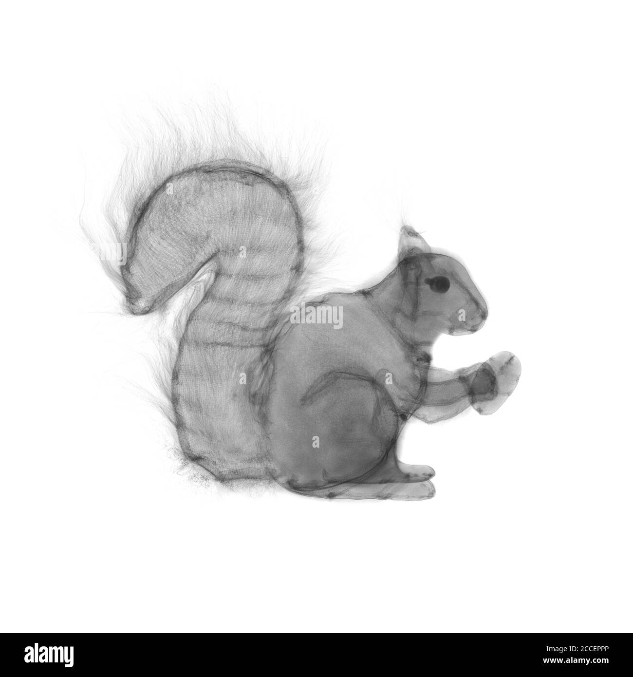 Toy squirrel, X-ray Stock Photo