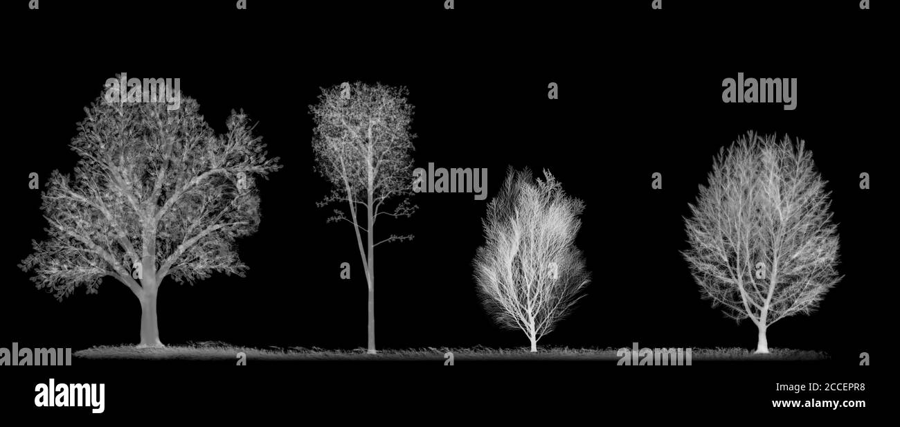 Trees, X-ray Stock Photo