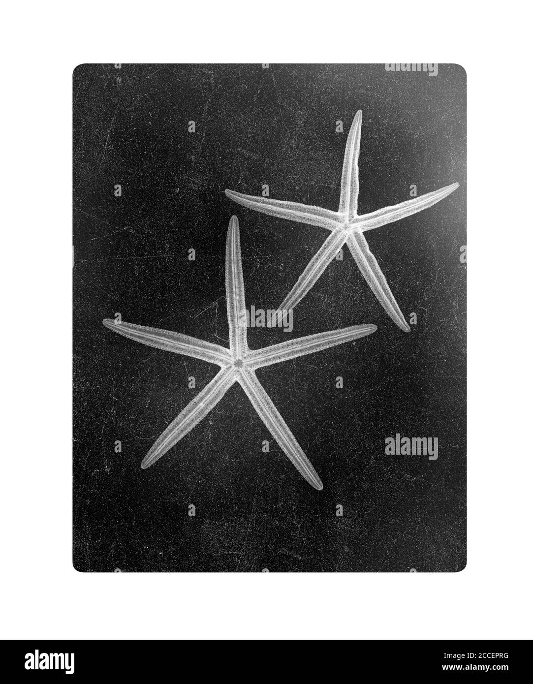 Starfish, X-ray Stock Photo