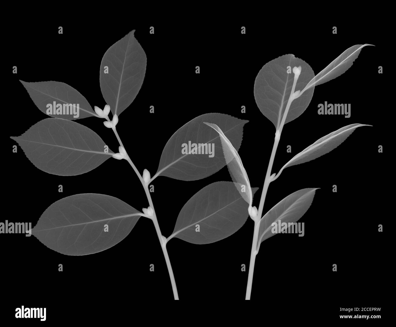 Tea tree leaves (Camellia sinensis), X-ray Stock Photo