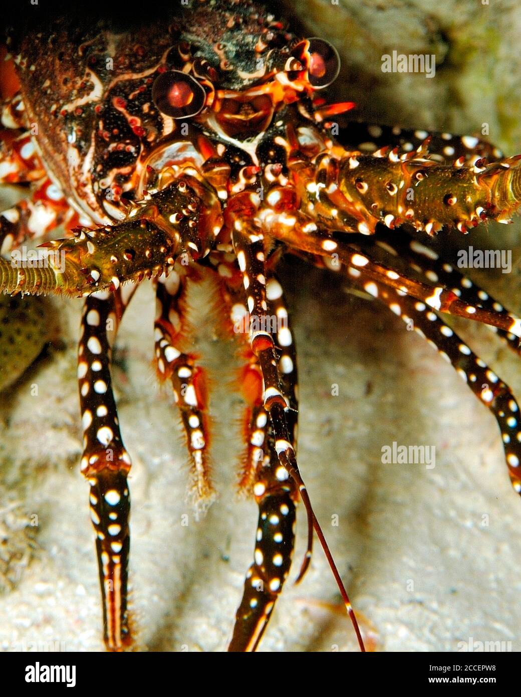 Panulirus Guttatus High Resolution Stock Photography and Images Alamy