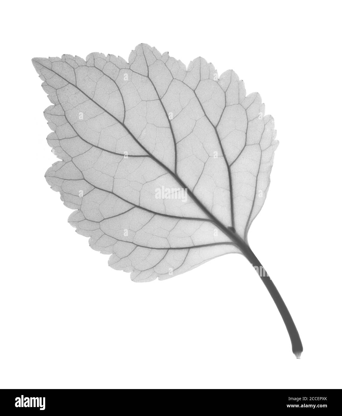 Patchouli sp. leaf, X-ray Stock Photo