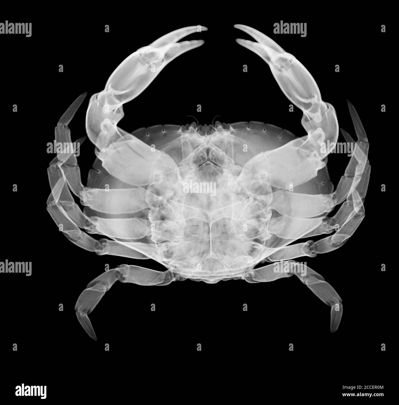 Crab, X-ray Stock Photo