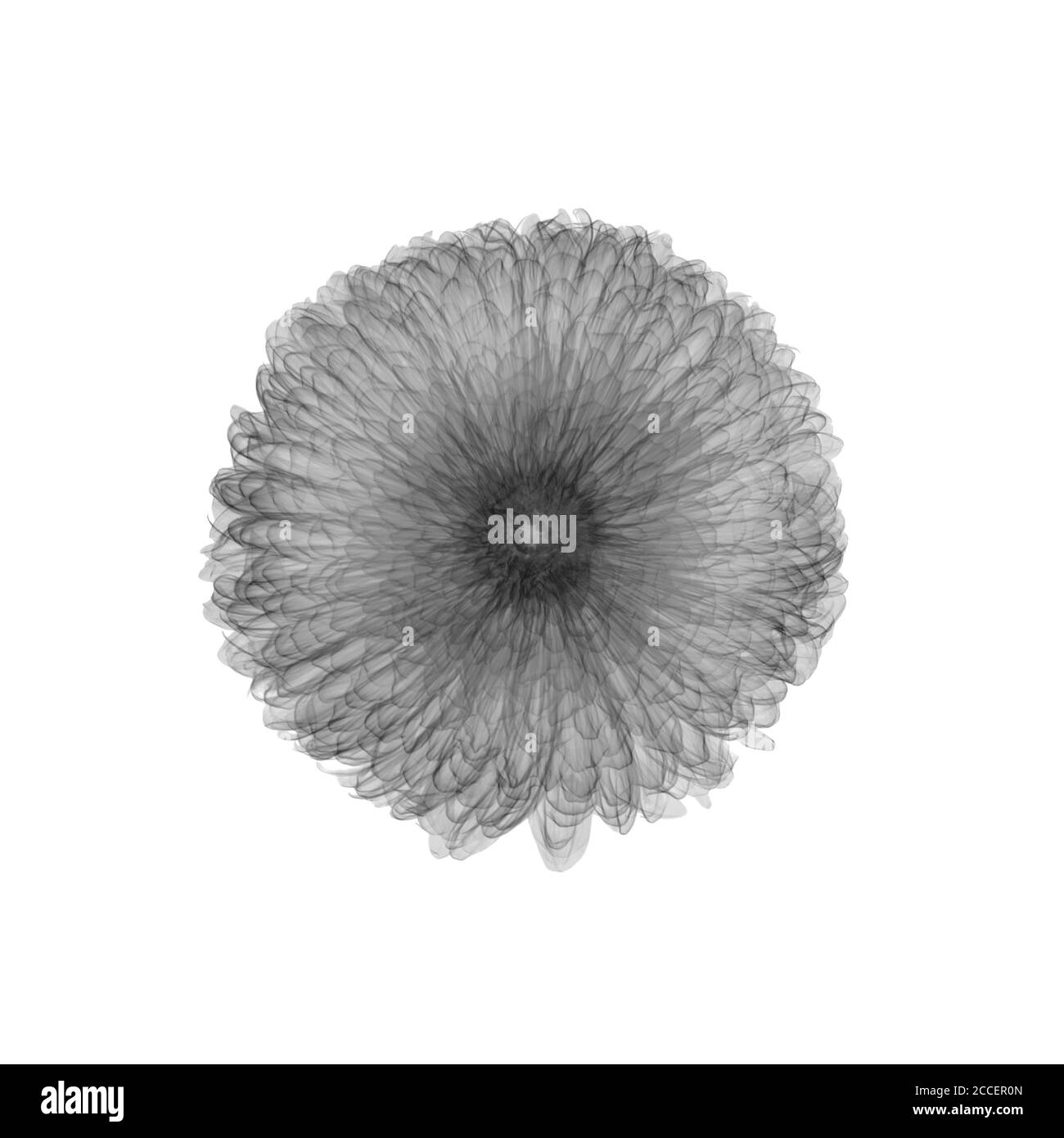 Chrysanthemum flower, Xray Stock Photo Alamy