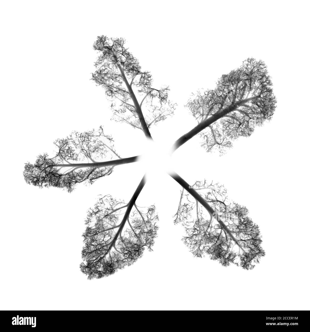 Curly kale leaves, X-ray Stock Photo