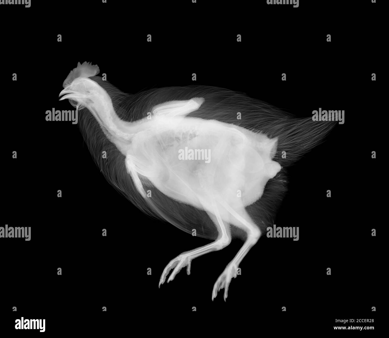 Chicken, X-ray Stock Photo