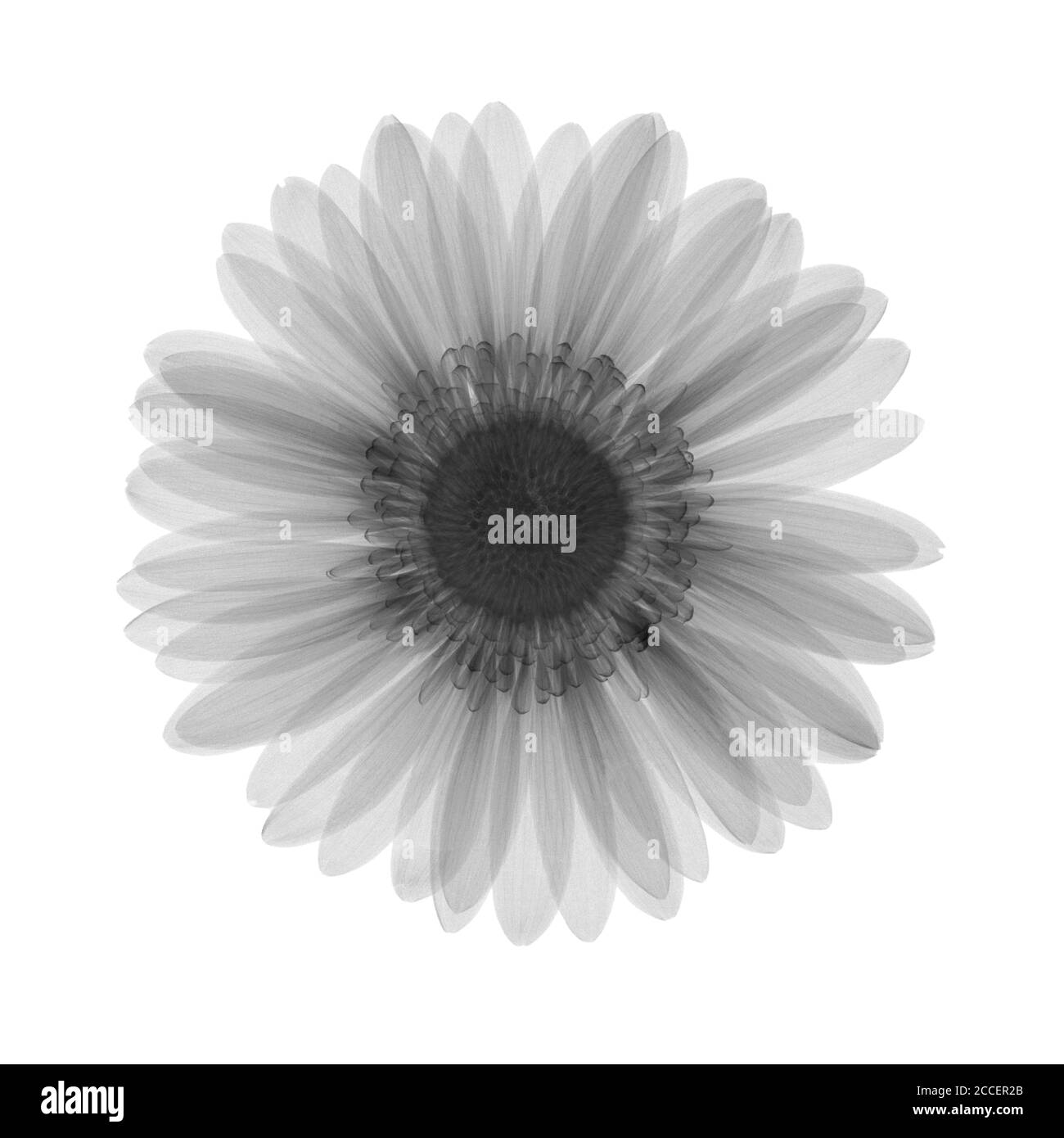 Single flower white background hires stock photography and images Alamy