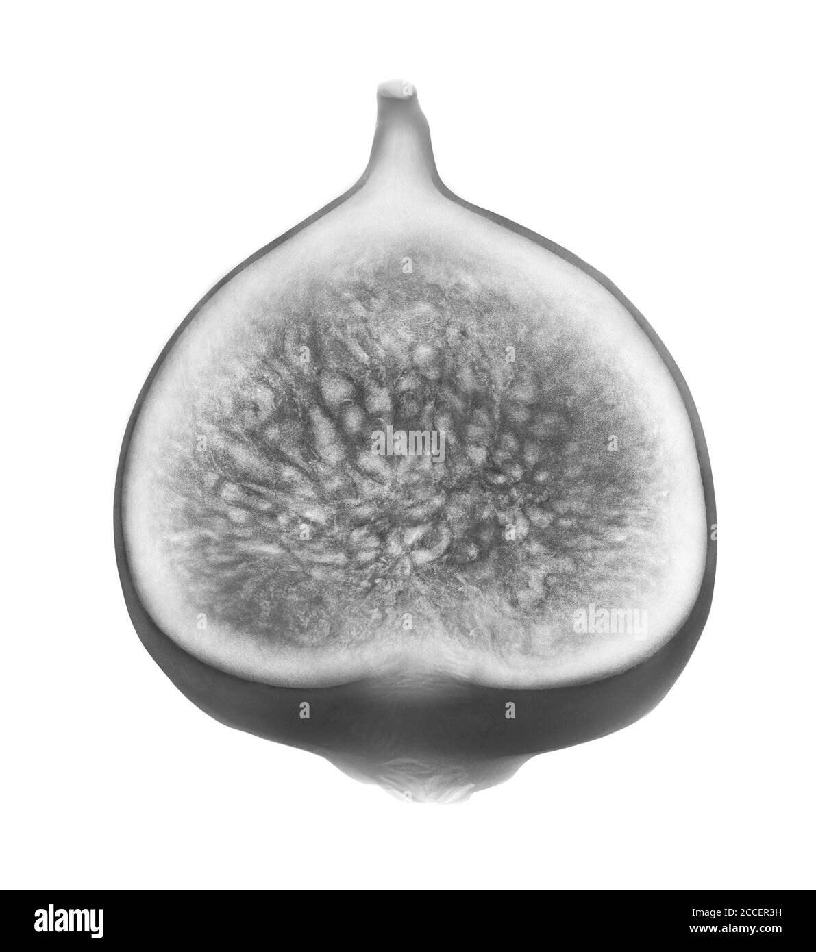 Fig fruit, X-ray Stock Photo