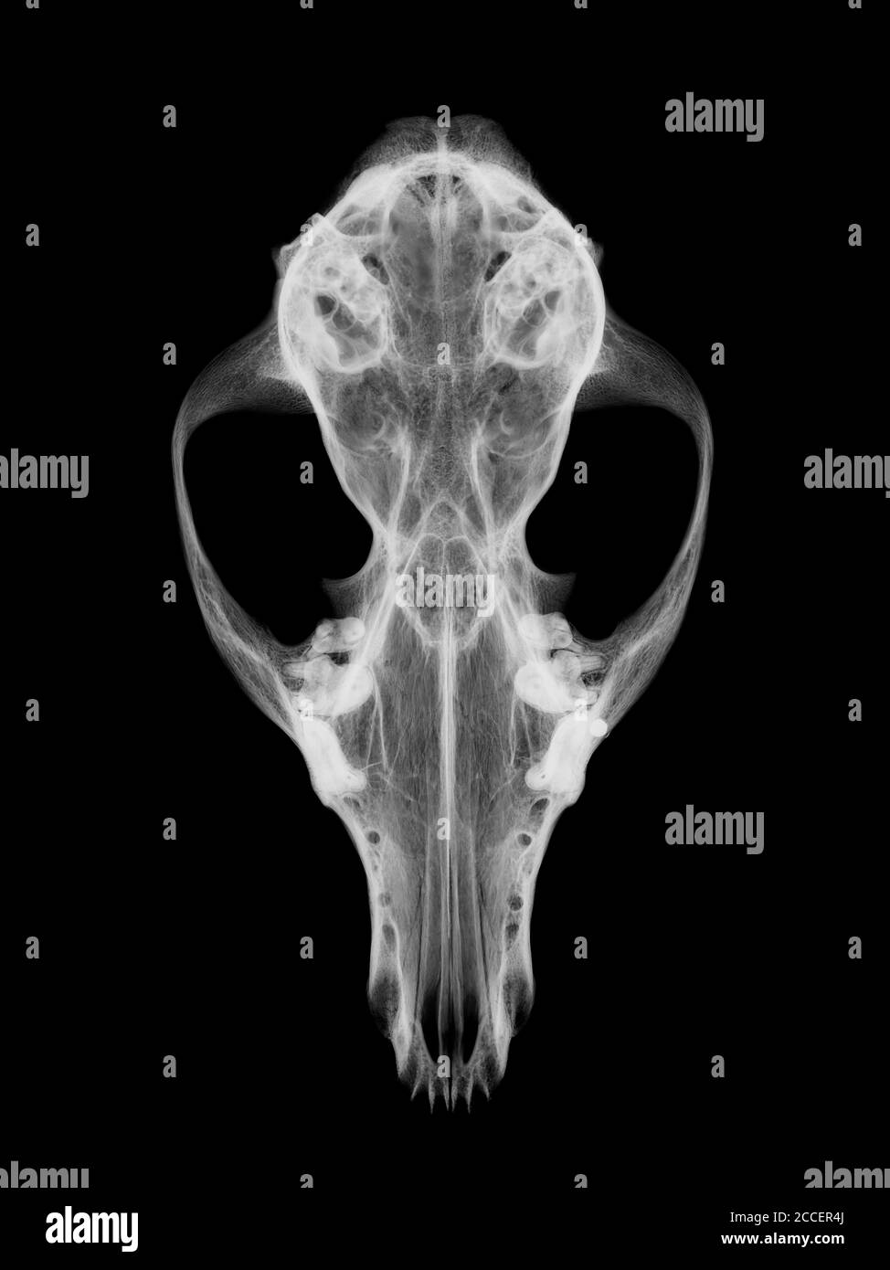 Fox skull, X-ray Stock Photo