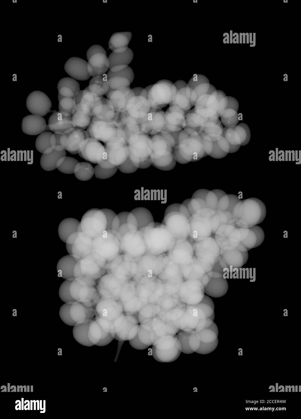 Two bunch of grapes, X-ray Stock Photo