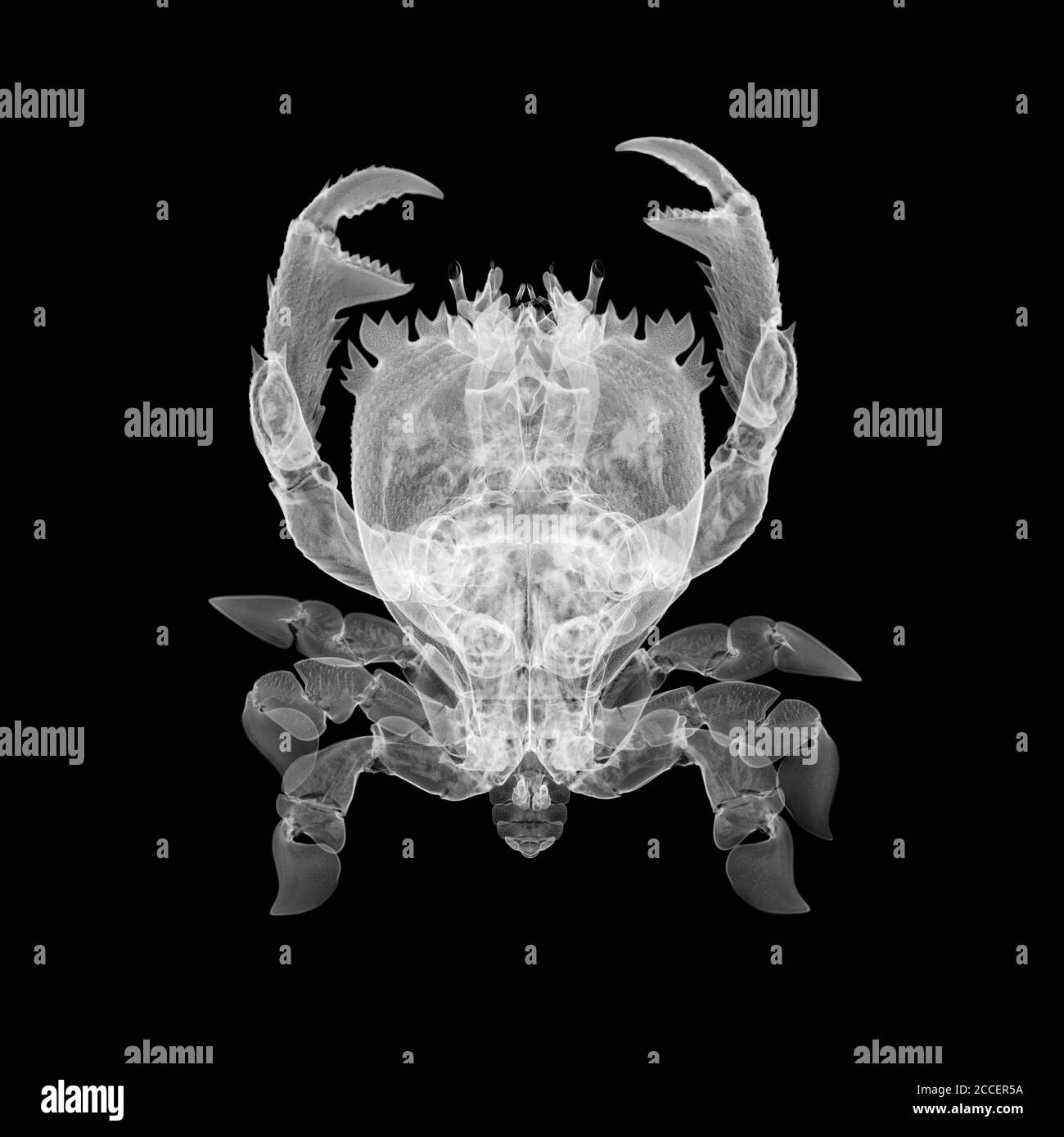 Frog crab, X-ray Stock Photo