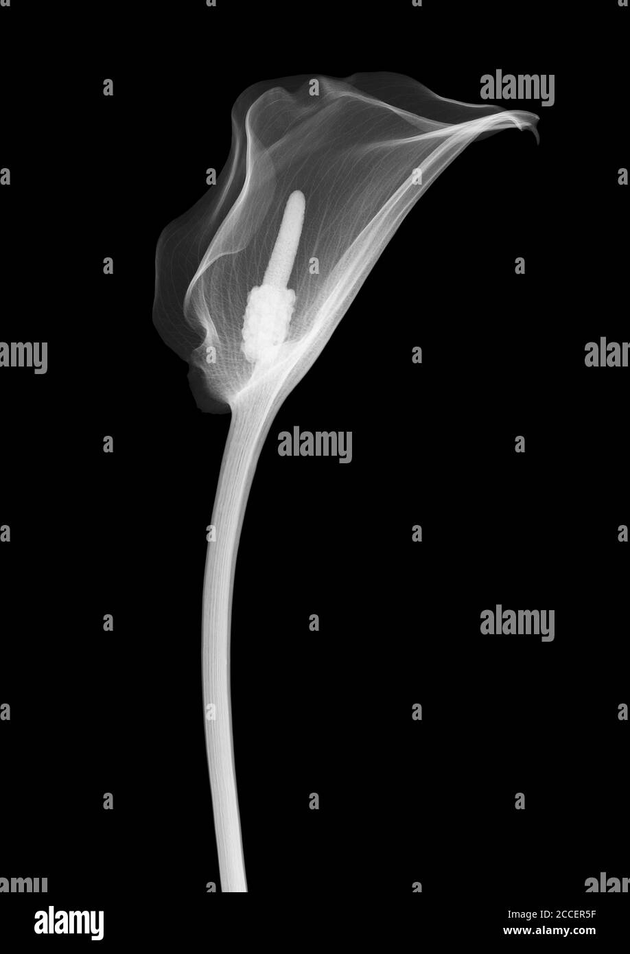 Arum lily, Xray Stock Photo Alamy