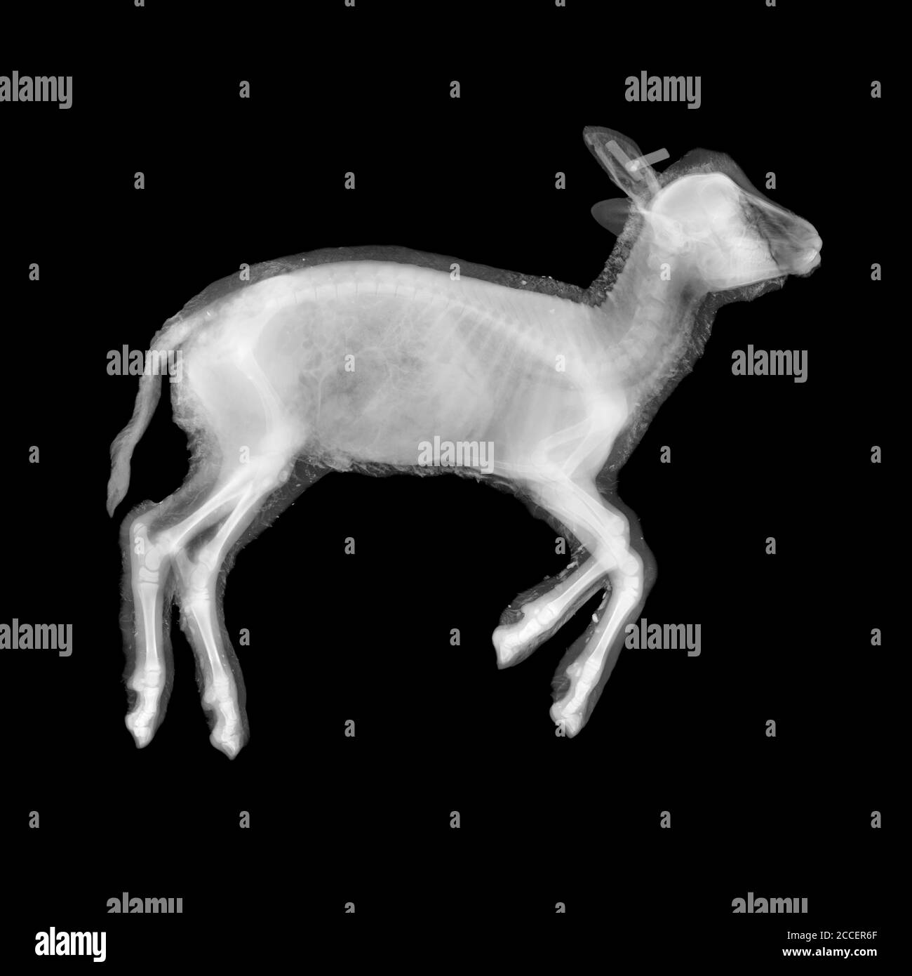 Lamb, X-ray Stock Photo