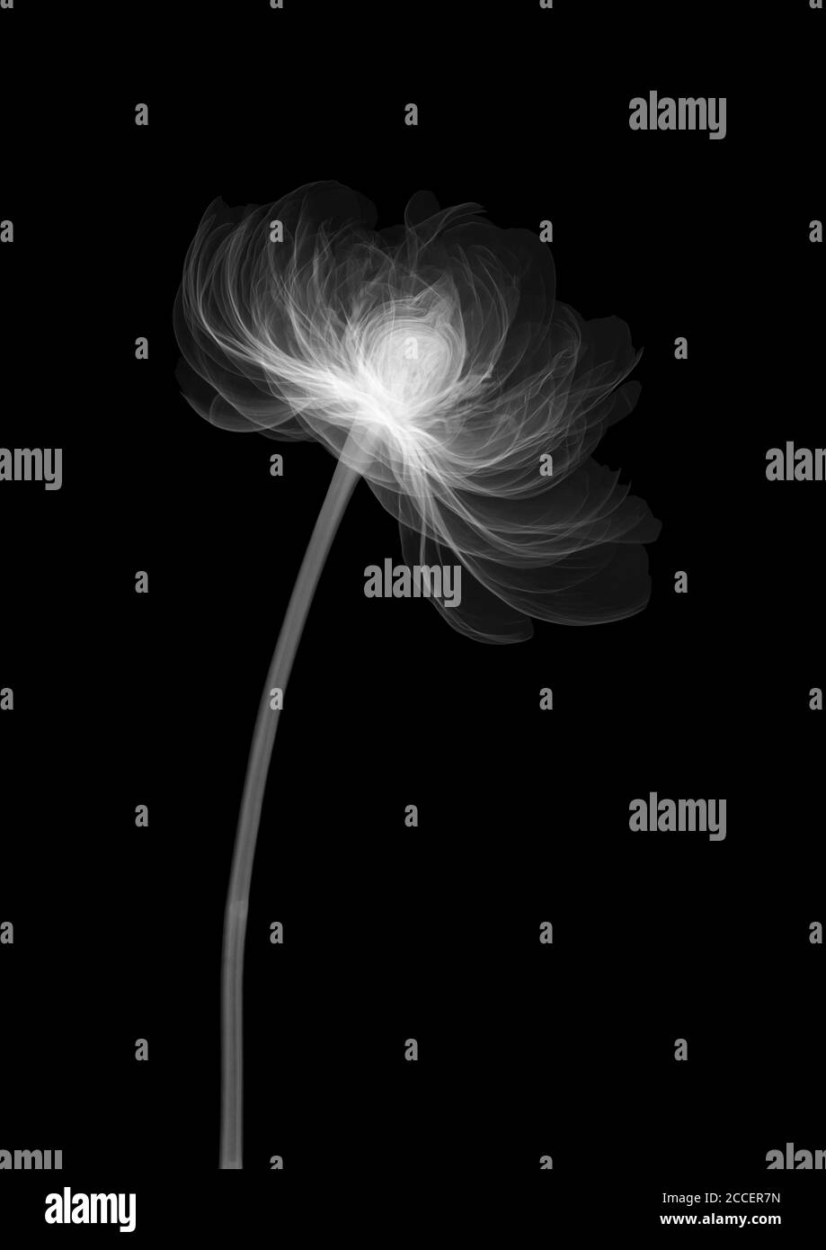 Peony flower (Paeonia officinalis), X-ray Stock Photo