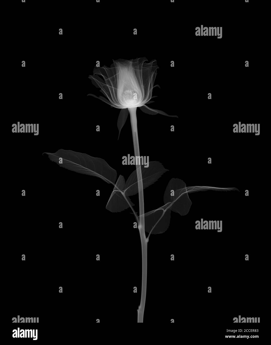 Rose stem with leaves, X-ray Stock Photo