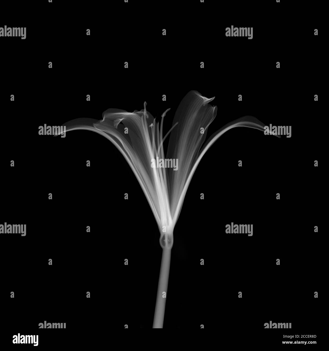 Nerine flower, X-ray Stock Photo