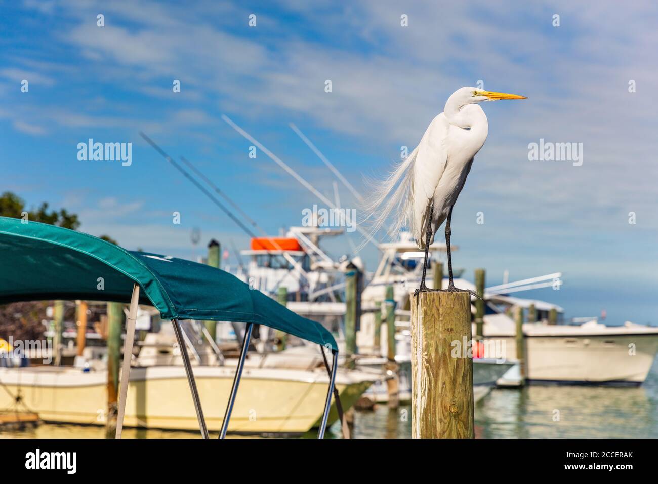 Great Egret bird at marina of the Keys in Islamorada, Key West, Florida