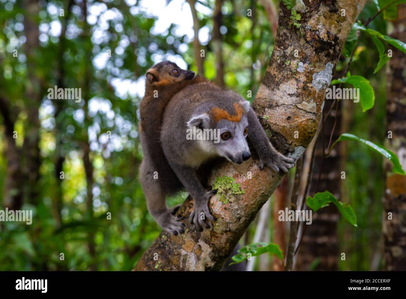 The Crown Lemur On A Tree In The Rainforest Of Madagascar Stock Photo 