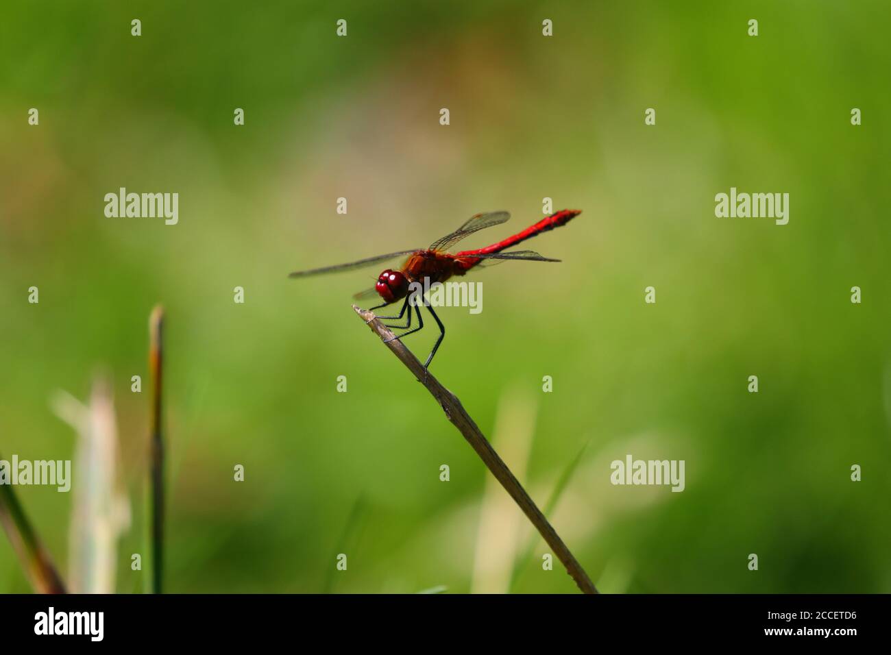 Close up image of a Red Dragonfly balancing on a Plant Stem with ...