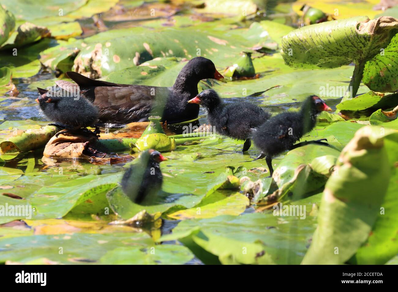 Moorhen with its chicks walking on Lilly pads in a pond, County Durham, England, UK Stock Photo